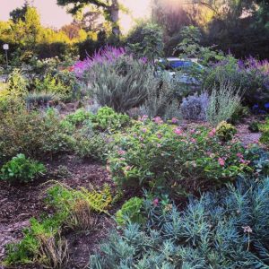 Don't Weep For The Lawn: Your Drought-Friendly Gardens Reveal The Yard