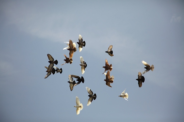 roller pigeons flying